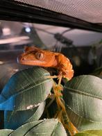 Wimper Gecko, Dieren en Toebehoren, Terrarium of Paludarium, Zo goed als nieuw, Ophalen