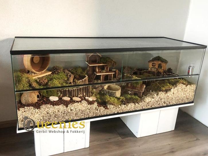 Goudhamster terrarium met schuifruiten - Hamsterkooi kopen, Dieren en Toebehoren, Knaagdieren en Konijnen | Hokken en Kooien, Nieuw