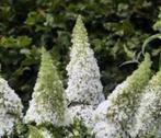 Buddleja davidii 'White Profusion', Ophalen, Vlinderstruik, Struik
