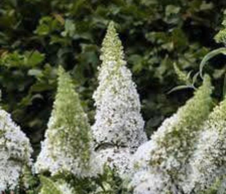 Buddleja davidii 'White Profusion', Tuin en Terras, Planten | Struiken en Hagen, Struik, Vlinderstruik, Ophalen