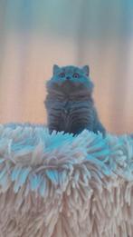 Britse pure race, Dieren en Toebehoren, Katten en Kittens | Raskatten | Korthaar, Meerdere dieren, Gechipt, 0 tot 2 jaar