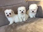 Maltezer pups 3 reutjes geb 19/11/25 bijna 9weken oud, Parvo, België, Maltezer, Reu