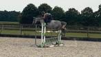 8 jarige merrie te koop, Dieren en Toebehoren, Paarden, Merrie