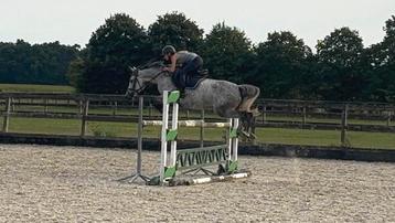 8 jarige merrie te koop, Jument