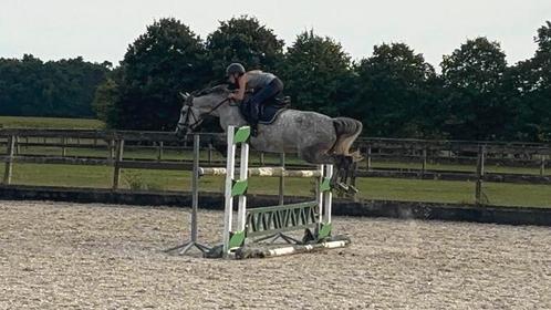 8 jarige merrie te koop, Dieren en Toebehoren, Paarden, Merrie