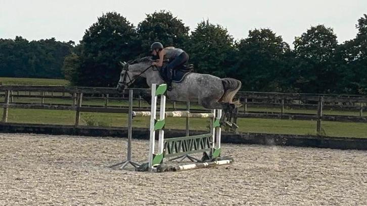 8 jarige merrie te koop, Dieren en Toebehoren, Paarden, Merrie