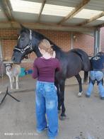 Halve stal aangeboden met een voorwaartse d pony, Dieren en Toebehoren, Pony's, Merrie, D pony (1.37m tot 1.48m), Springpony