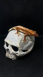 Gecko a crête, Animaux & Accessoires, Reptiles & Amphibiens