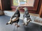 Uilebaardkriel kuikens, Dieren en Toebehoren, Mei