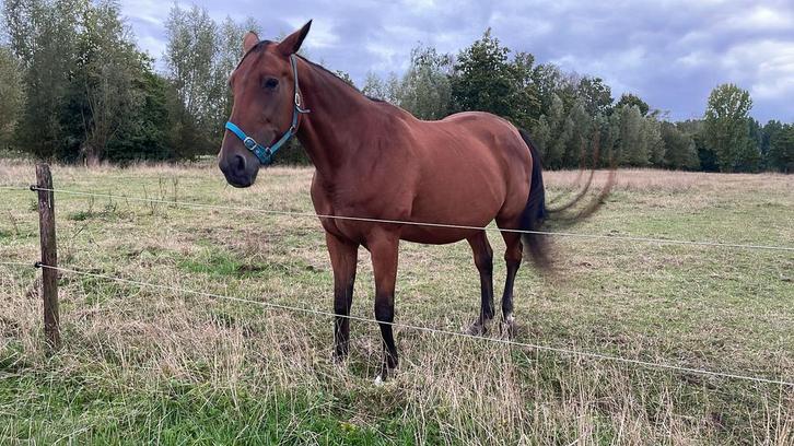 Draver merries op rust, Dieren en Toebehoren, Paarden, Merrie, Niet van toepassing, 11 jaar of ouder