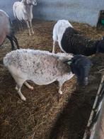 Dorper ooien, Animaux & Accessoires, Femelle, Mouton