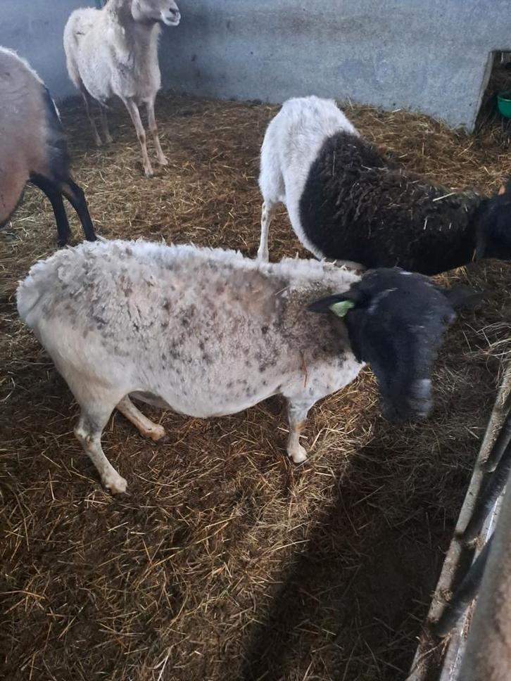 Dorper ooien, Dieren en Toebehoren, Schapen, Geiten en Varkens, Schaap, Vrouwelijk