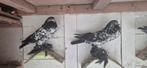 Duiven / kroppers, Dieren en Toebehoren, Vogels | Duiven