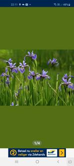 Siberische iris, Enlèvement ou Envoi