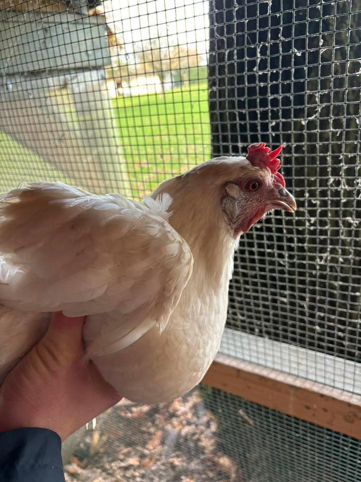 Poule de Bresse, Animaux & Accessoires, Volatiles, Poule ou poulet, Plusieurs animaux