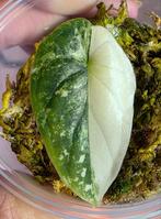 Alocasia dragon scale variegated te koop, Huis en Inrichting, Kamerplanten, Ophalen