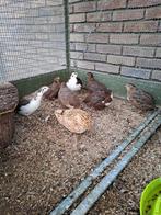 Celadon kwartels, Animaux & Accessoires, Plusieurs animaux, Domestique