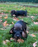 Superlieve ruwharige dwerg teckel pups,in huis grootgebracht, Dieren en Toebehoren, Honden | Teckels en Dashonden, België, Fokker | Hobbymatig