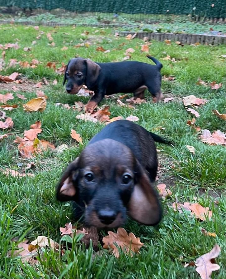 Superlieve ruwharige dwerg teckel pups,in huis grootgebracht, Dieren en Toebehoren, Honden | Teckels en Dashonden, Teef, Ruwhaar