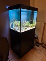 Juwel Lido 200, Ophalen, Zo goed als nieuw, Gevuld zoetwateraquarium
