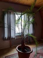 Plante de palmier, Palmier, Enlèvement