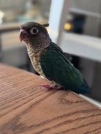 Conure molinae eam, Animaux & Accessoires, Mâle