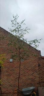 Ruwe berk in pot, Tuin en Terras, Treurboom, Lente, 250 tot 400 cm, Ophalen