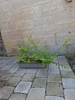4 pré bonsaï orme de chine, Tuin en Terras, Planten | Bomen, Ophalen