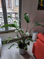 Strelizia Nicolai Plant (indoor), Ophalen