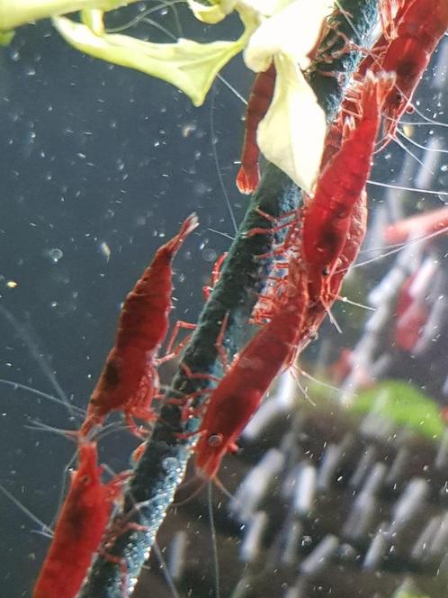 Hobbyaquarium grote  red sakura garnalen, Dieren en Toebehoren, Vissen | Aquariumvissen, Zoetwatervis, Kreeft, Krab of Garnaal