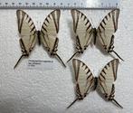 Protographium VLINDERS, 7€/ specimen, Dieren en Toebehoren, Insecten en Spinnen