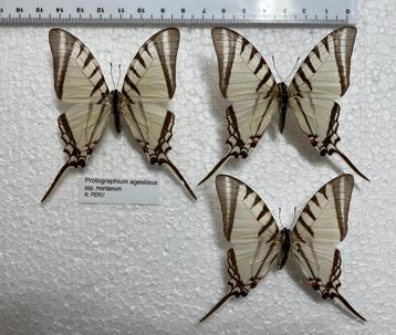 Protographium VLINDERS, 7€/ specimen  beschikbaar voor biedingen