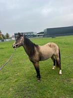 Welsh Merrie met mooie valk kleur, Dieren en Toebehoren, Merrie