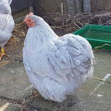 Broedeieren cochin kriel parelgrijs, Dieren en Toebehoren, Pluimvee, Geslacht onbekend, Kip