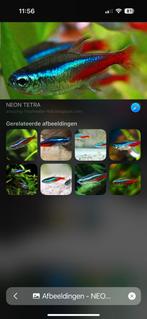 9 neon tetra’s, Vis, Zoetwatervis, Schoolvis