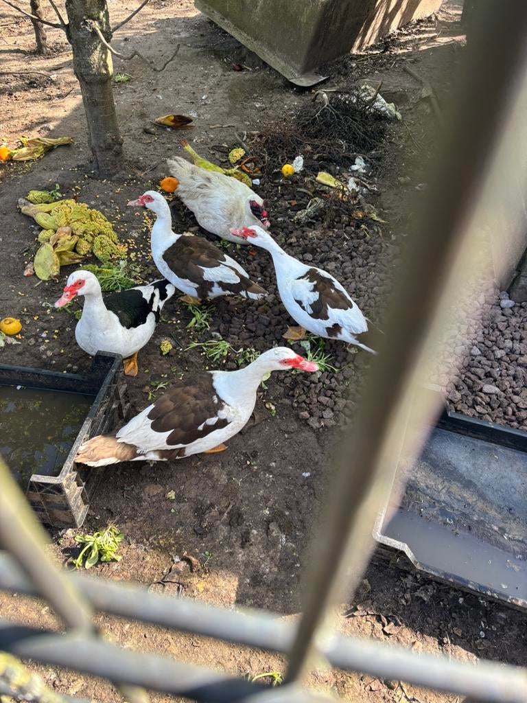 Barberie eenden, Dieren en Toebehoren, Eend