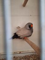 Zebravink, Dieren en Toebehoren