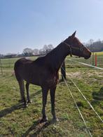 Merrie draver te koop, Jument