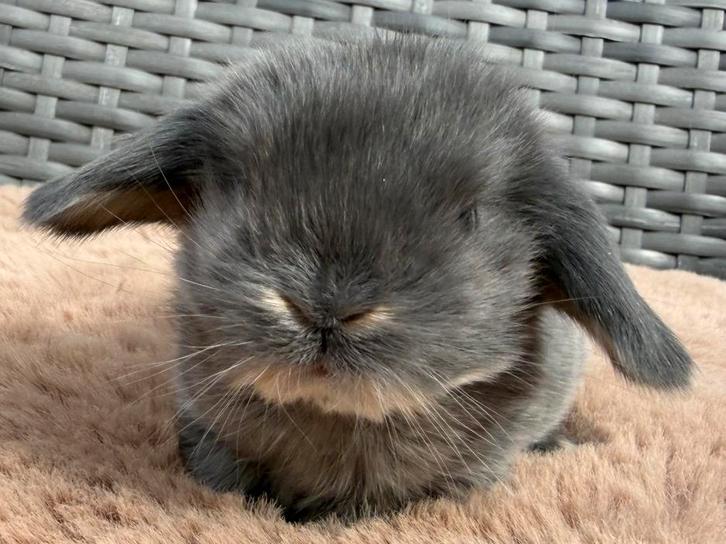 Superlieve & knappe jonge baby Dwerg hangoor konijntjes, Dieren en Toebehoren, Konijnen, Dwerg, Meerdere dieren, 0 tot 2 jaar