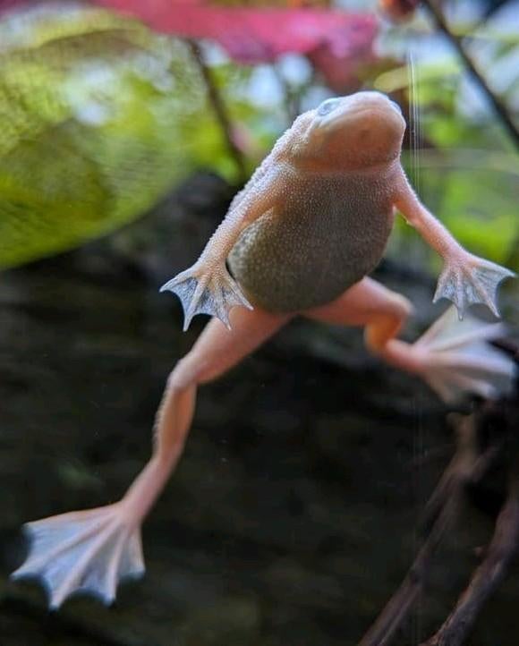 GEZOCHT: Dwergklauwkikkers geel, Dieren en Toebehoren, Vissen | Aquariumvissen