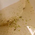 Garnalen wildkleur, Dieren en Toebehoren