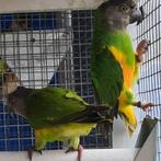 Couple youyou Sénégal 2023, Animaux & Accessoires, Oiseaux | Perruches & Perroquets