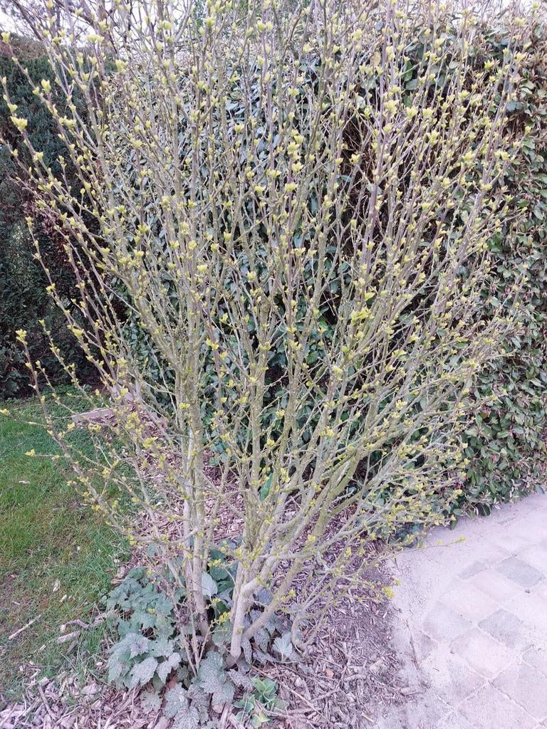 Grote hibiscus met roze bloemen, Tuin en Terras, Planten | Tuinplanten, Ophalen