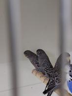 BLACKFACEBLACKWING parkieten, Dieren en Toebehoren, Meerdere dieren, Parkiet, Geringd