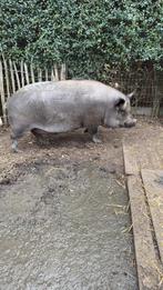 Gothinger varken - gratis, Dieren en Toebehoren, Varken