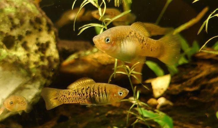 Xiphophorus Evenlynae (rio tecolutla) Startgroep 5stuks, Animaux & Accessoires, Poissons | Poissons d'aquarium, Poisson