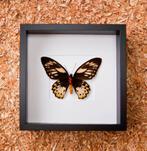 kader met opgezette vlinder, Collections, Collections Animaux, Enlèvement ou Envoi, Neuf, Insecte, Animal empaillé