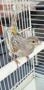 Jongen 2025, Dieren en Toebehoren, Geslacht onbekend, Kleurkanarie