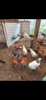 Ik verkoop kippen, Dieren en Toebehoren, Pluimvee