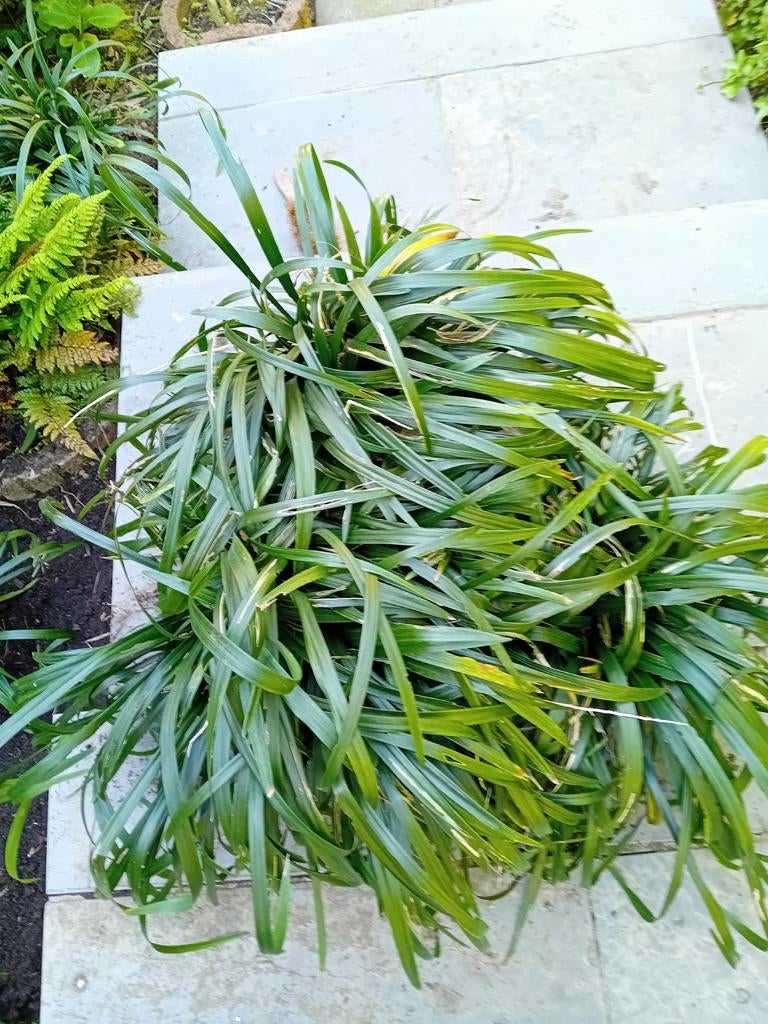 Groenblijvende vaste plant liriope muscari, Jardin & Terrasse, Bulbes & Semences, Enlèvement, Automne